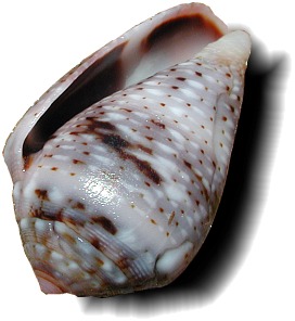 Australian snail