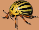 Colorado Beetle