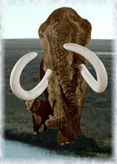 Mammut