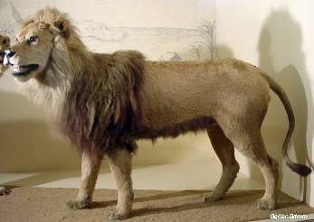 Cape Lion: South African Black-Maned Lions - The Tiniest Tiger