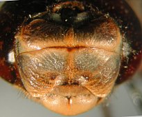 Rhionaeschna maita, head - frontal