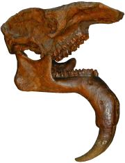 skull of Dinotherium giganteum