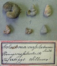 Scoliostoma crassilabrum (= Scoliostoma dannenbergi BRAUN)