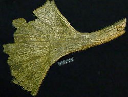 Breitstirnelch - Geweihfragment. © MWNH - Museum Wiesbaden