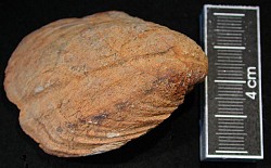 Inv.Nr. 221