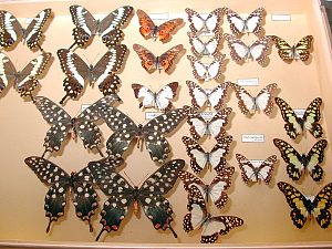 Coll. Pagenstecher