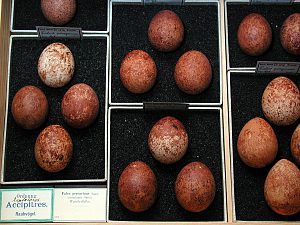 collection of eggs