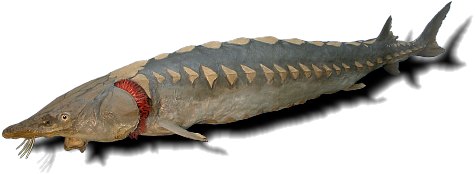 The last specimen of a sturgeon in the river Rhein