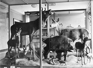 Zoological exhibition