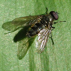 Cheilosia fasciata