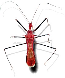 Heteroptera