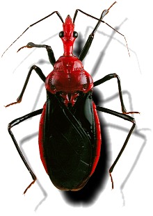 Heteroptera