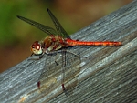 Sympetrum striolatum