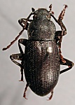 Helops bodemeyeri