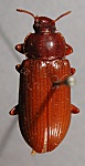 Menephilus orientalis