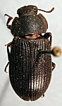 Pseudoblaps simulatrix