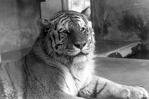 Panthera tigris altaica im Tierpark