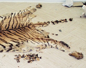 Panthera tigris altaica, Fellpuzzle nach 6 Jahren