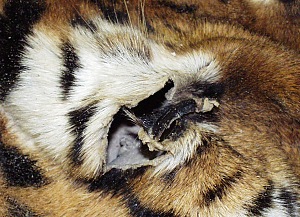 Panthera tigris altaica, Schäden am Augenlied