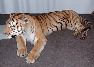 Panthera tigris altaica