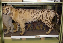 Panthera tigris sondaica im Museum Wiesbaden