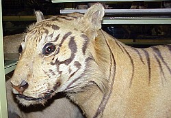 Panthera tigris sondaica, Museum Wiesbaden