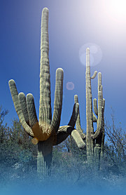 Saguaro